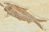 Multiple Fossil Fish Plate (Diplomystus & Knightia) - Wyoming #244189-3